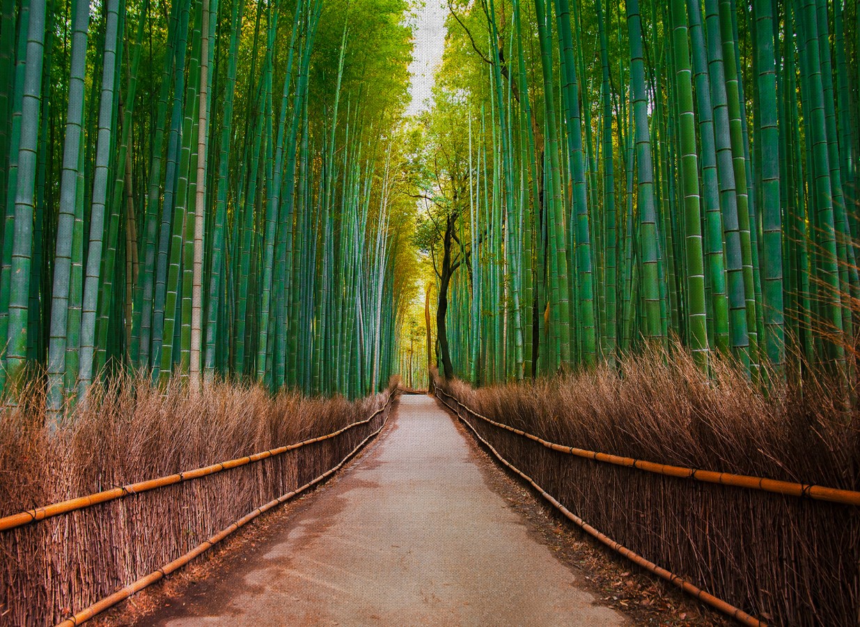 Papel pintado mural bosque de bambú profundo estilo oriental  Odessa Trail 684725