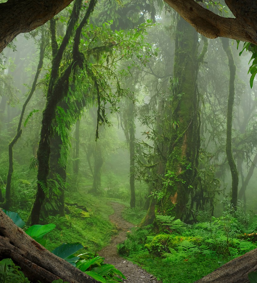 Papel pintado mural sendero natural en jungla exótica y niebla  Everest Valley 684726