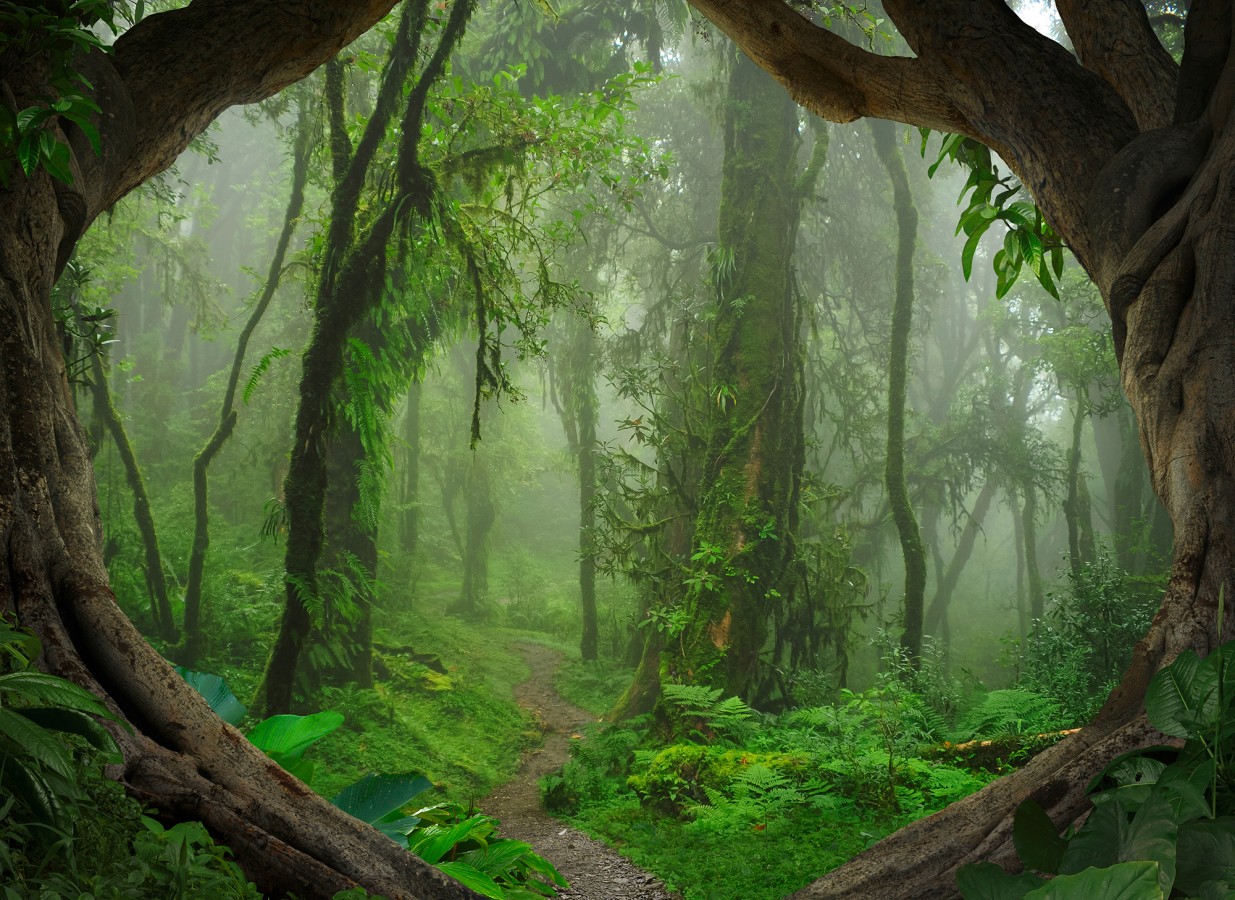 Papel pintado mural sendero natural en jungla exótica y niebla  Everest Valley 684726