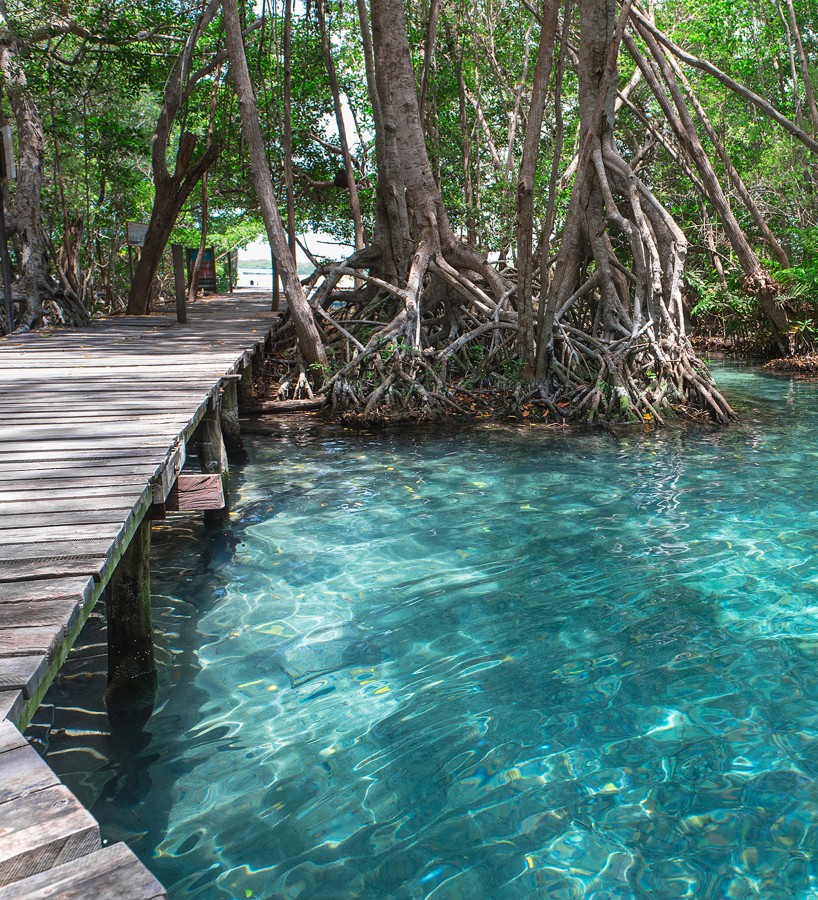 Papel pintado mural manglar exótico y aguas turquesas cristalinas  Olaris Island 684729