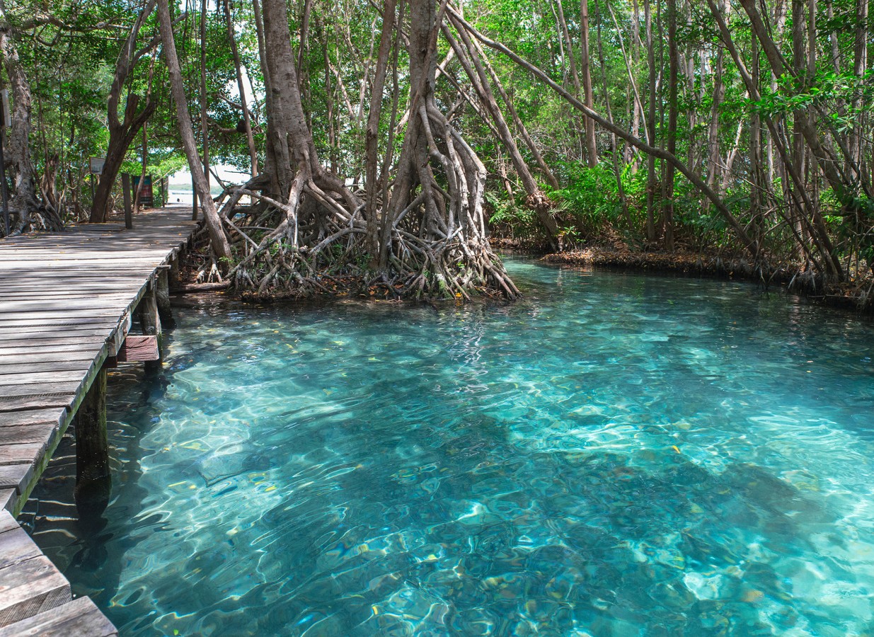 Papel pintado mural manglar exótico y aguas turquesas cristalinas  Olaris Island 684729