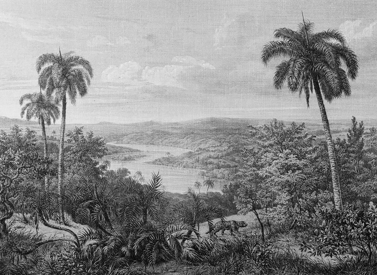 Papel pintado mural ilustración panorámica de naturaleza exótica en blanco y negro  Majestic Pathway 684778