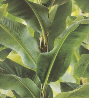 Papel pintado tropical planta de hojas grandes Attalea 6716