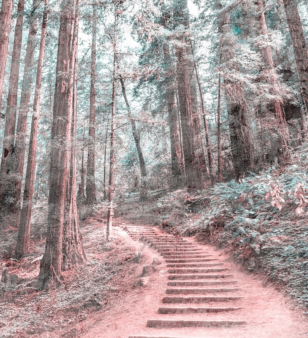 Papel pintado As Creation Designwalls DD118628  